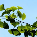 Ginger: Exploring Its Medicinal Potential and Home Applications