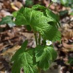 Ginkgo Biloba: Exploring Its Medicinal Potential and Home Applications