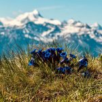 Ginger: Exploring Its Medicinal Potential and Home Applications