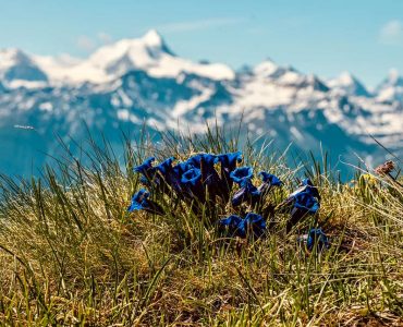gentians flowers in nature