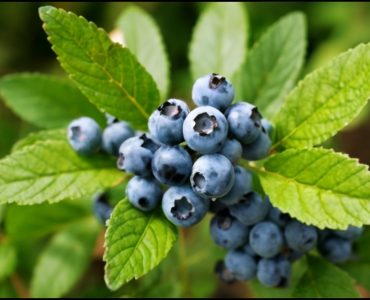 Clinical trials have shown that Blueberry Leaf may be capable of benefiting: Lowers blood sugar on an average of 26%.* Contains excellent anti-inflammatory properties.* Assist and stop damage to the blood vessels sometimes caused by diabetes. ... Cancer.