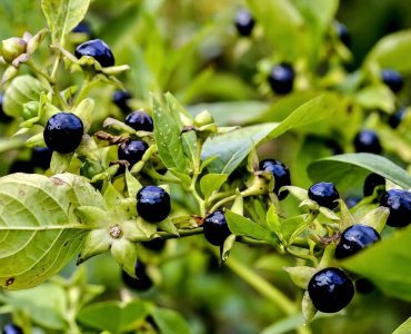 Belladonna plant