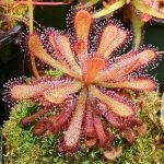 Cuprum Metallicum in Homeopathy: Uses, Dosage, and Side Effects