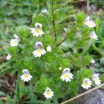 Drosera (Sundew) in Homeopathy: Uses, Care, and Side Effects