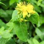Ignatia Amara: A Homeopathic Approach to Anxiety, Sleep, and Emotional Health