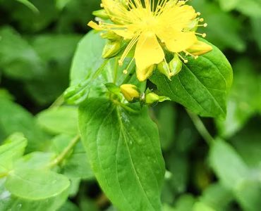 Hypericum