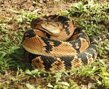 Lachesis_muta_muta