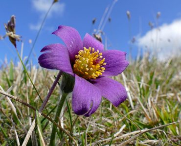 Pasque_Flower_(Pulsatilla_vulgaris