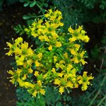 Rhus Toxicodendron: A Comprehensive Guide to Homeopathic Uses, Benefits, and Dosage