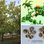 Merc Sol in Homeopathy: Benefits, Uses, and Safety