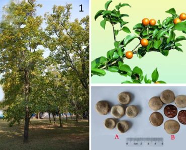 Strychnos-nux-vomica-L-1-whole-plant-2-the-fruit-and-3-the-seeds-A-crude-seeds