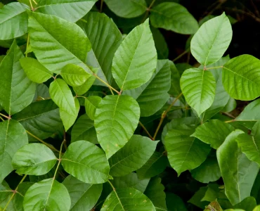 rhus tox featured image