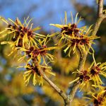 Graphites: Homeopathic Uses, Benefits, and Side Effects