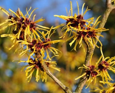 hamamelis-virginiana-witch-hazel