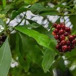 Ignatia Amara: A Homeopathic Approach to Anxiety, Sleep, and Emotional Health