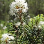 Lycopodium: Homeopathic Benefits, Uses, and Potential Side Effects
