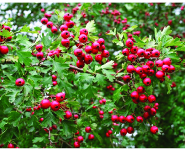 Hawthorn-Crataegus-oxyacantha-L-photo