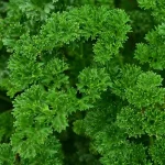 Marjoram: A Fragrant Herb with Versatile Uses