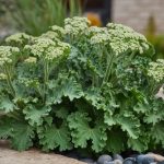 Symphytum Officinale in Homeopathy: Uses, Safety, and Side Effects