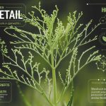 Symphytum Officinale in Homeopathy: Uses, Safety, and Side Effects