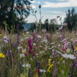 Comprehensive Guide to Cypress Essential Oil: Benefits, Uses, and Safety for Skin, Hair, and Beyond