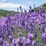 Discovering the Healing Benefits of Thuja: Nature’s Medicinal Powerhouse