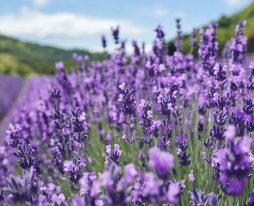 a-photo-of-a-lavender-field-the-field-is-filled-wi-wwHzdssiQ1WR1w7dNXC8Og-URYoFgpNTdiayrfH0r9YVg
