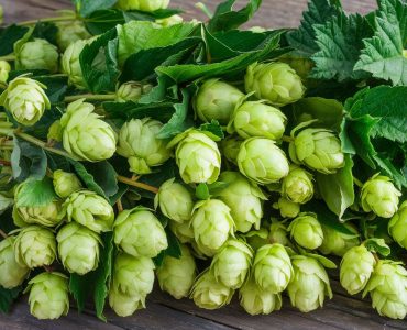 what is humulus lupulus