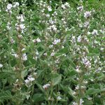 Unlocking the Health Benefits of Red Clover (Trifolium pratense)