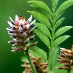 Psyllium: The Benefits and Uses of This Natural Fiber