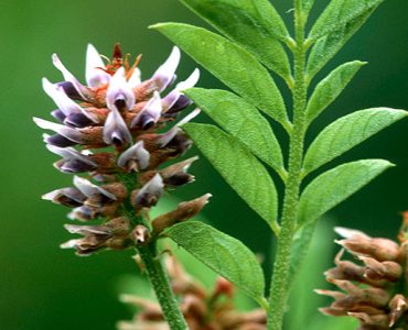 licorice root