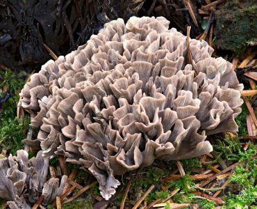maitake grifola frondosa (1)