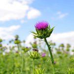 why is health and wellbeing important in the workplace?