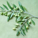 Urtica: Medicinal and Homeopathic Uses