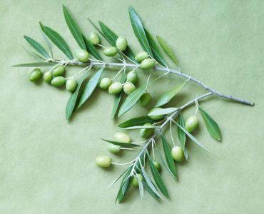 olive-leaf-extract-benefits