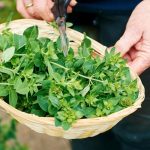 Marjoram: A Fragrant Herb with Versatile Uses