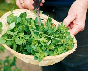 oregano