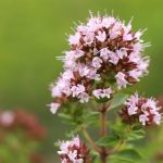 Parsley: A Versatile Herb with Nutritional Benefits