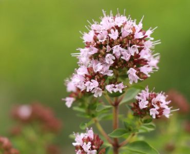origanum-majorana-featured image