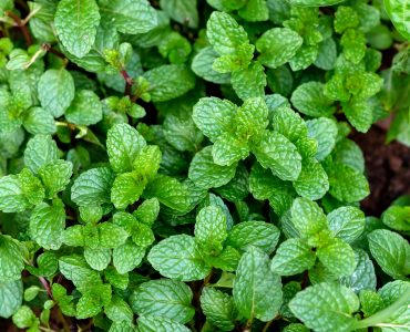 Peppermint,Top,View,green,Peppermint,Leaves