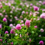 Health Benefits of Horseradish (Cochlearia Armoracia)