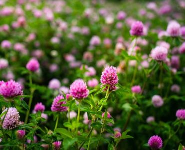 red clover