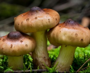 Shiitake Mushroom - Uses, Side Effects, and More
