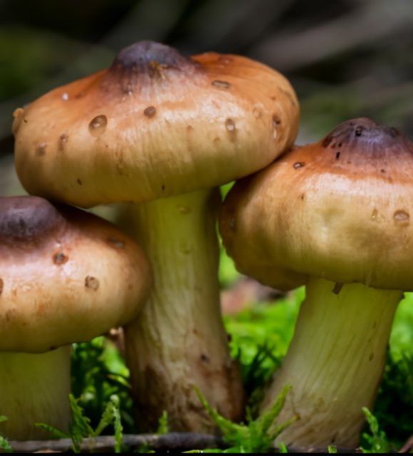 Shiitake Mushroom - Uses, Side Effects, and More