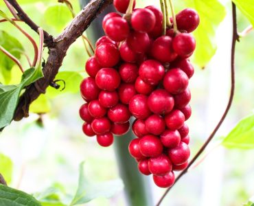 Schisandra: Benefits, Side Effects, and Forms