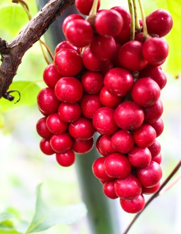Schisandra: Benefits, Side Effects, and Forms